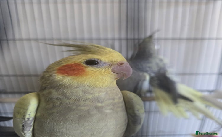 Cockatiels birds in Isleworth - Advert 14