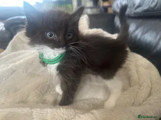 Ragdoll cats Ragdoll cross maincoon - Advert 16