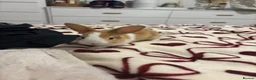 Mixed Breed rabbits for sale: Rabbits aged 5 weeks currently in Portsmouth - Advert 20