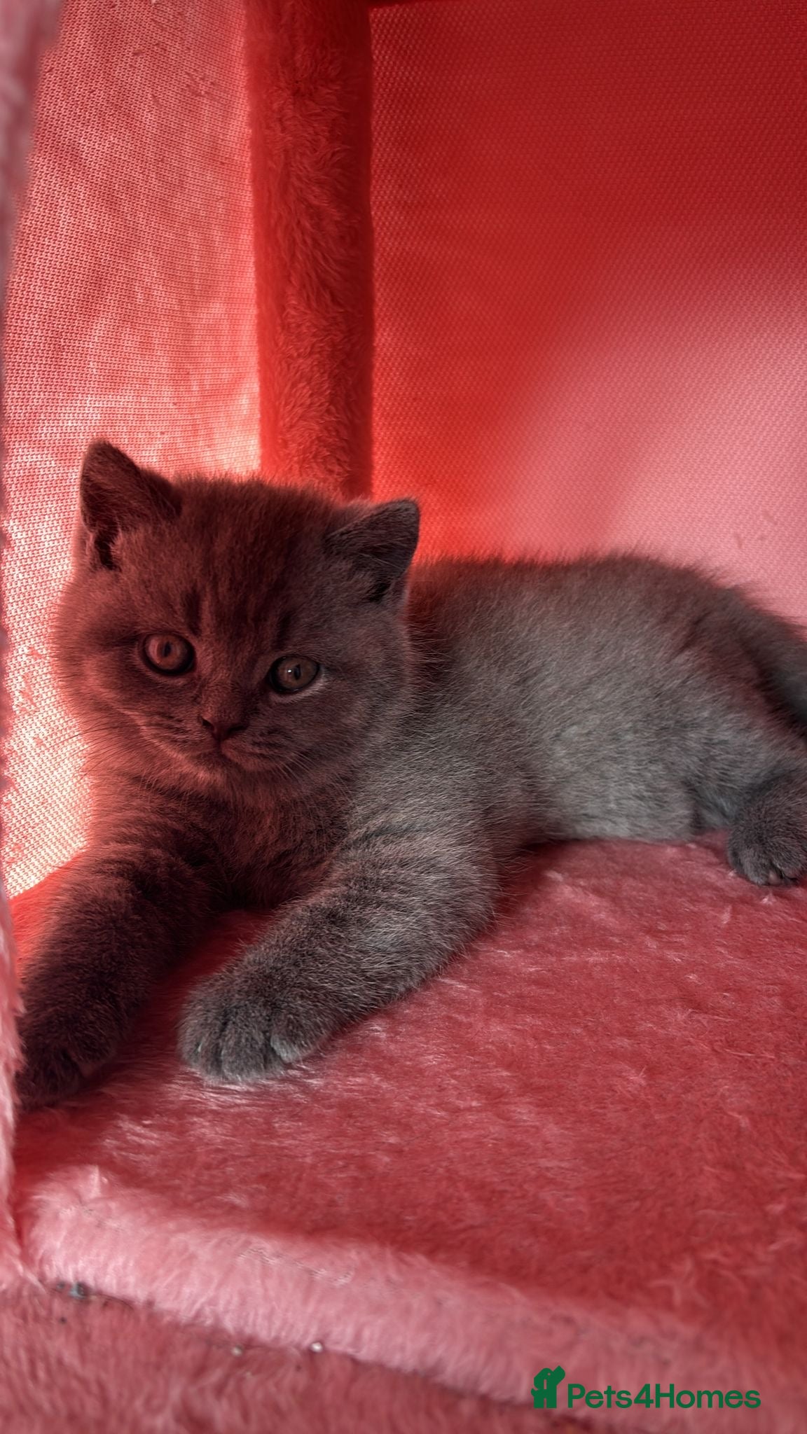 British Shorthair cats 🧸✨6 Chunky British Shorthair Kittens For Sale✨🧸 - Advert 6