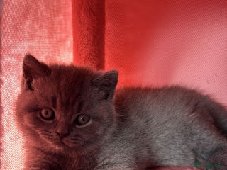 British Shorthair cats 🧸✨6 Chunky British Shorthair Kittens For Sale✨🧸 - Advert 6
