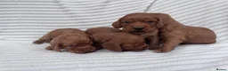 Cocker Spaniel dogs for sale: Litter of 8 Red cocker spaniel puppies - Advert 5