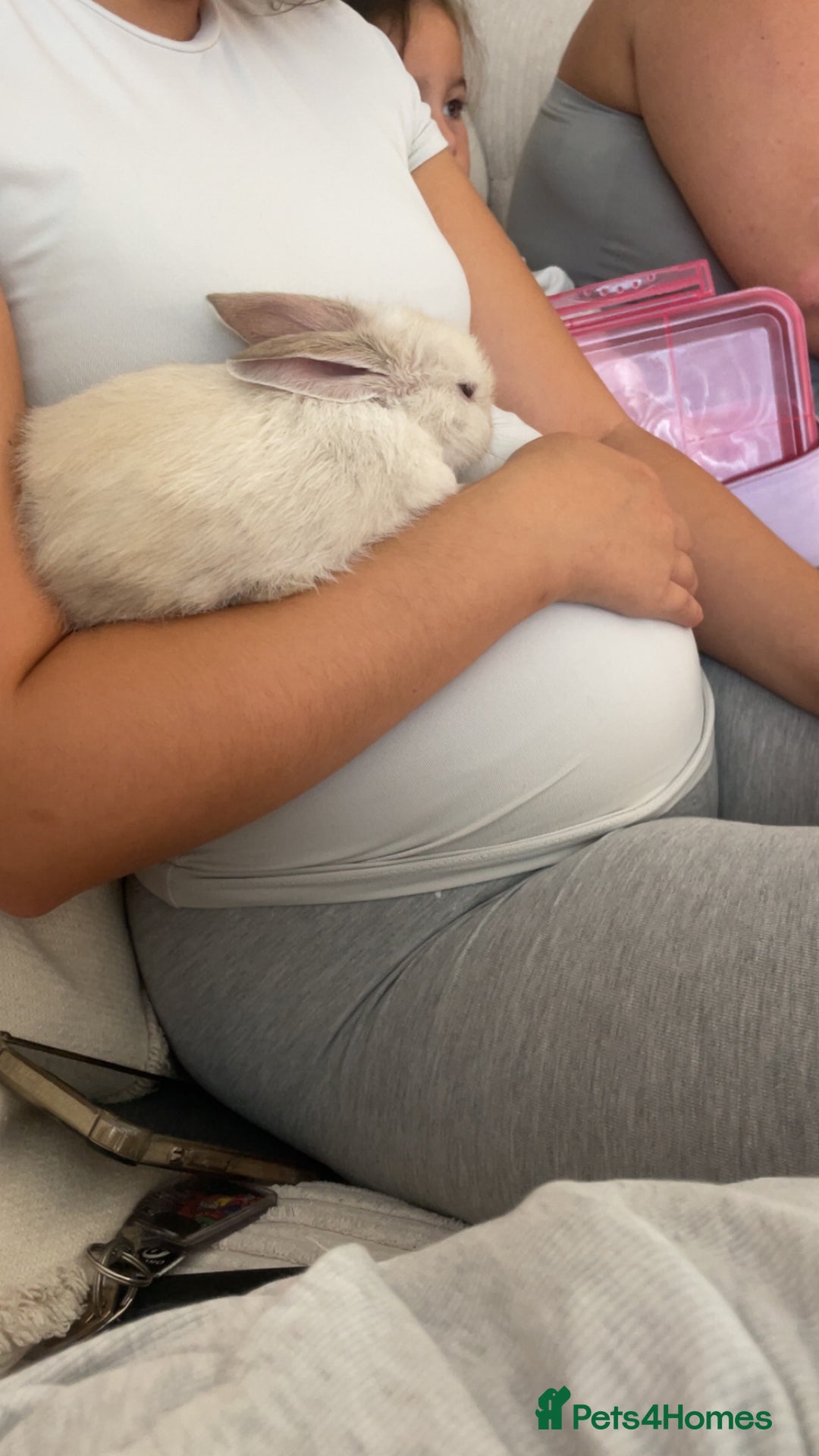 Mini Lop rabbits for sale: Beautiful female rabbit & cage  - Image 2
