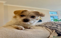 Mixed Breed dogs for adoption: Cynthia - Advert 8