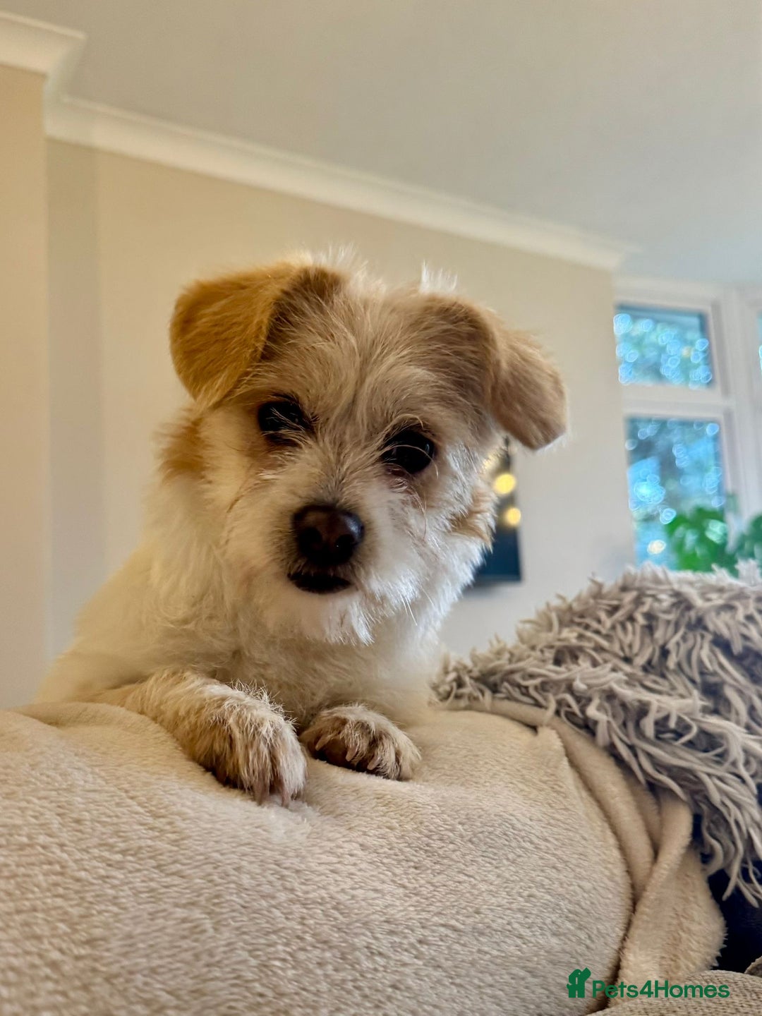 Mixed Breed dogs for adoption: Cynthia - Advert 8