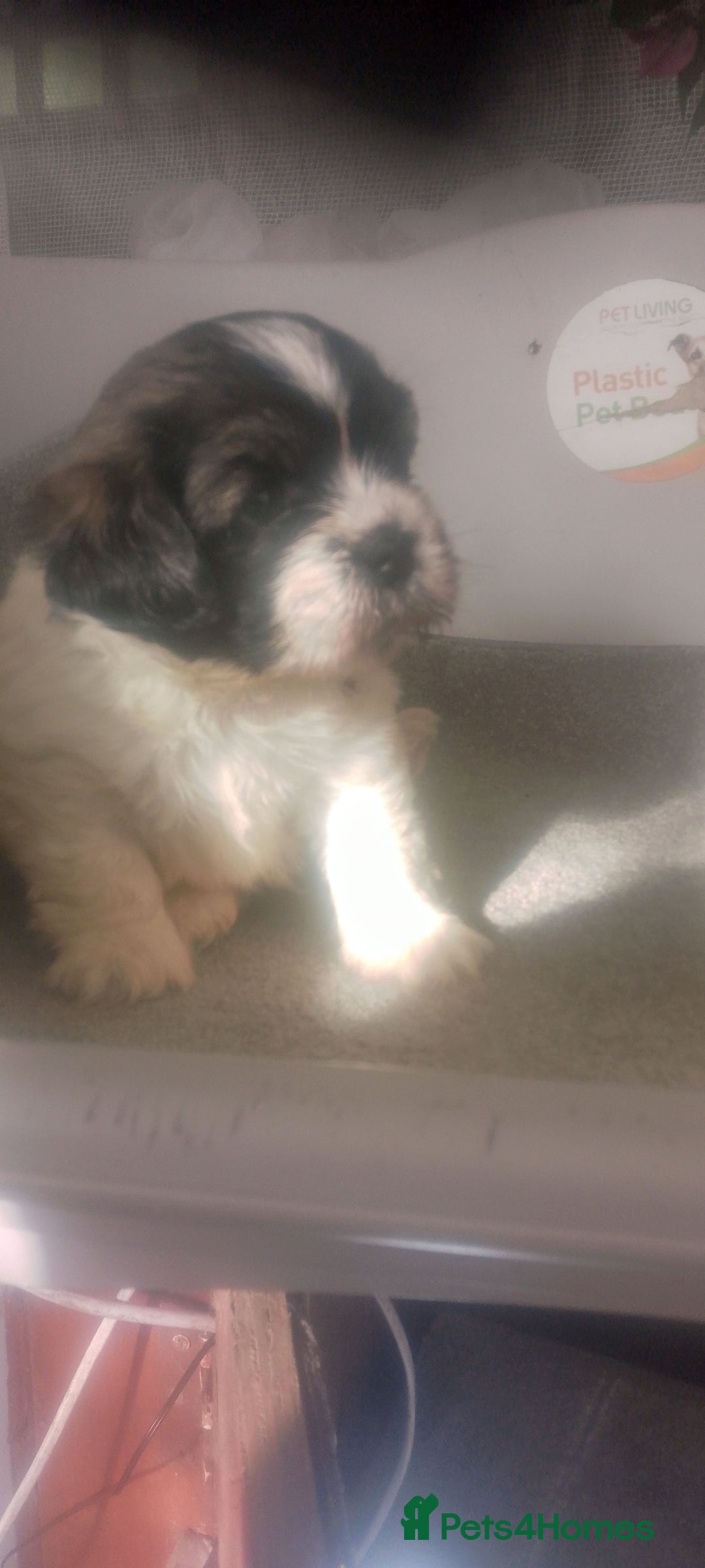 Mixed Breed dogs for sale: Lovely little shitzu cross puppies  - Image 9