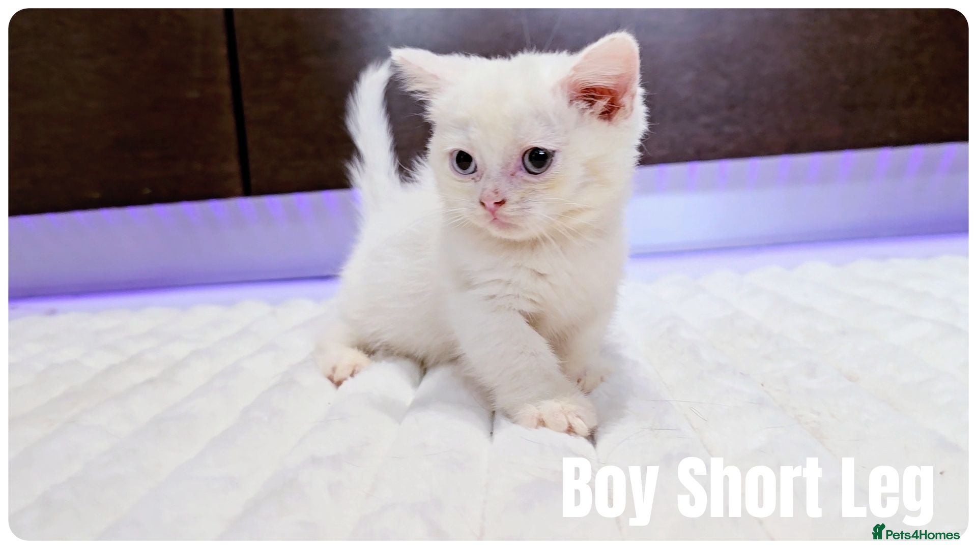 Munchkin cats Munchkin kittens - Advert 16