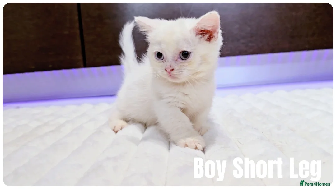Munchkin cats for sale: Munchkin kittens - Advert 1