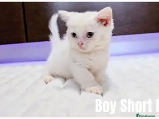 Munchkin cats Munchkin kittens - Advert 16