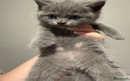 British Shorthair cats for sale: 🐾Fluffy British Shorthair Mix Kittens 🐾 - Image 9