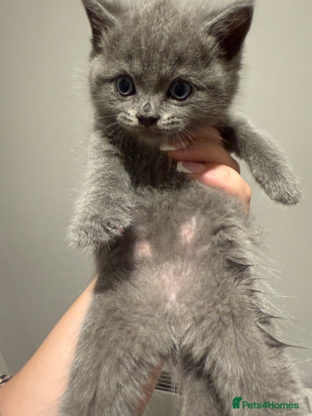 British Shorthair cats for sale: 🐾Fluffy British Shorthair Mix Kittens 🐾 - Image 9