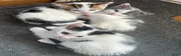 Mixed Breed cats for sale: Beautiful kittens ready to go - Advert 7