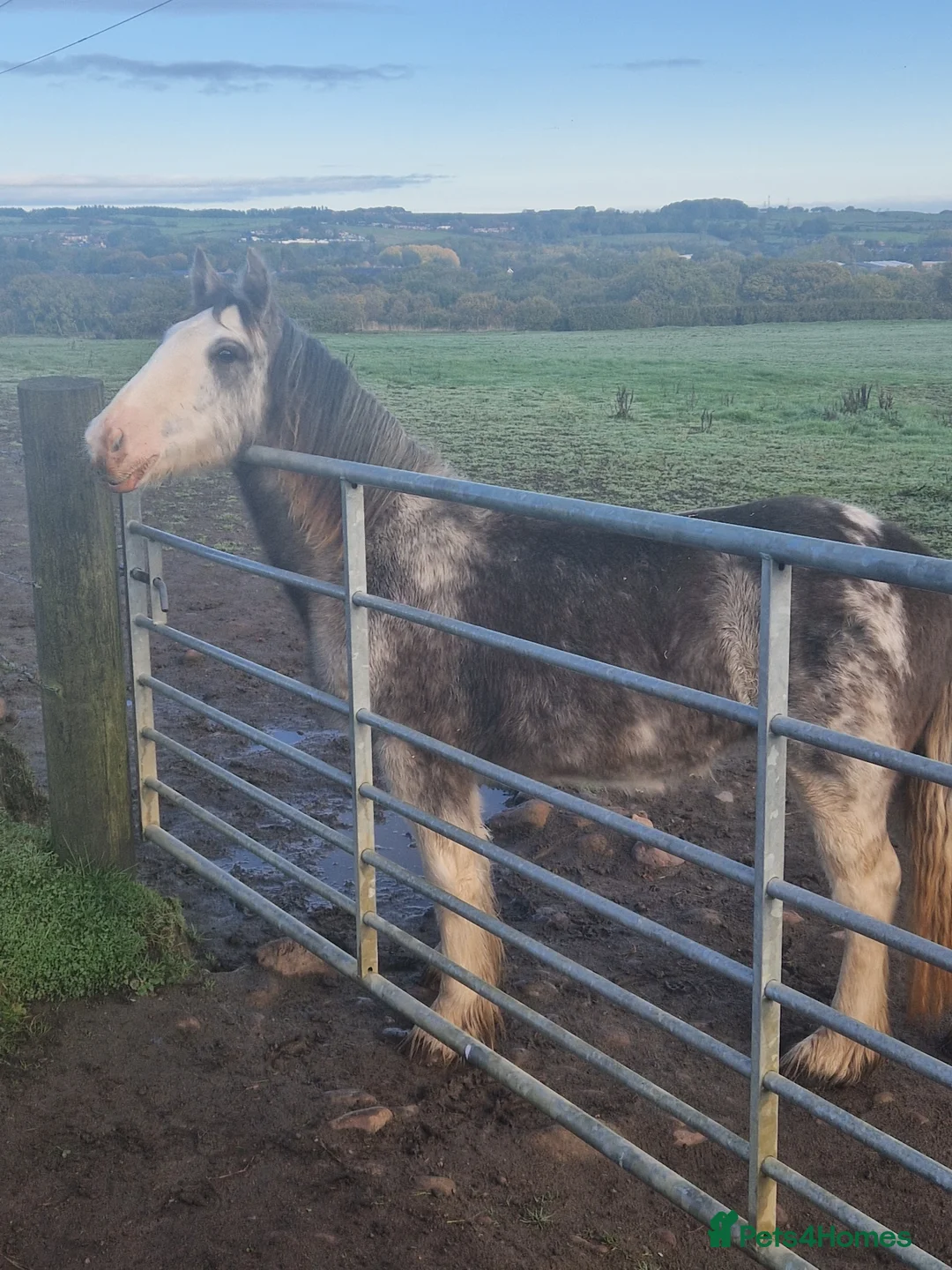 Irish Cob horses for sale: Blue blagdon filly  - Advert 5