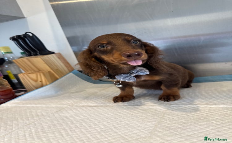 Miniature Dachshund dogs in London - Advert 1