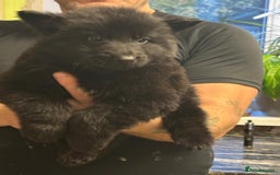 German Shepherd dogs for sale: Stunning German shepherd pups  - Image 13