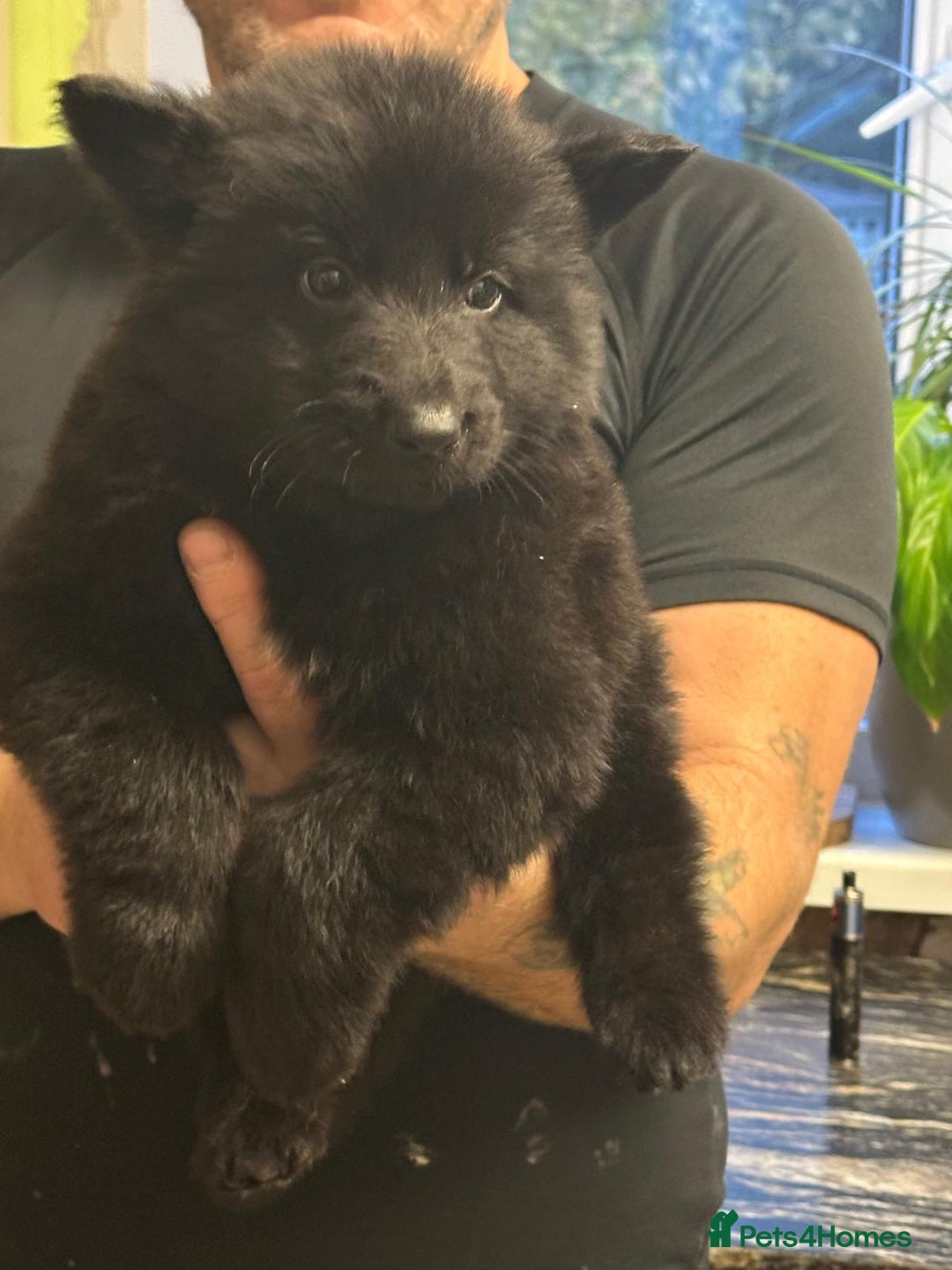 German Shepherd dogs for sale: Stunning German shepherd pups  - Image 13