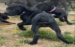 Cane Corso dogs for sale: Big Pure Cane Corso Puppies Ready Now!  - Image 23