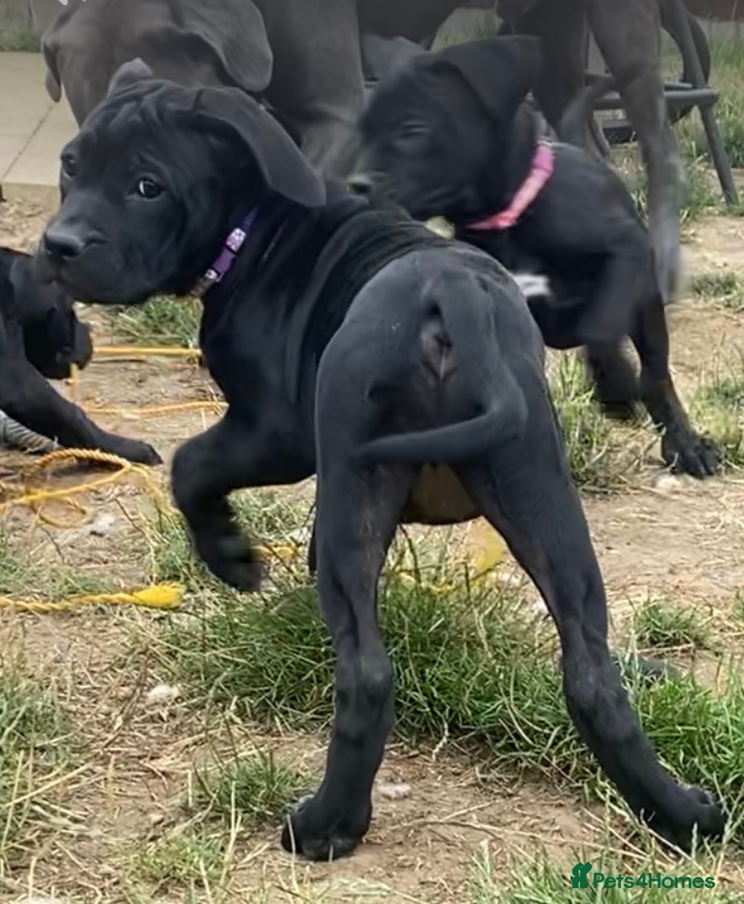 Cane Corso dogs for sale: Big Pure Cane Corso Puppies Ready Now!  - Image 23