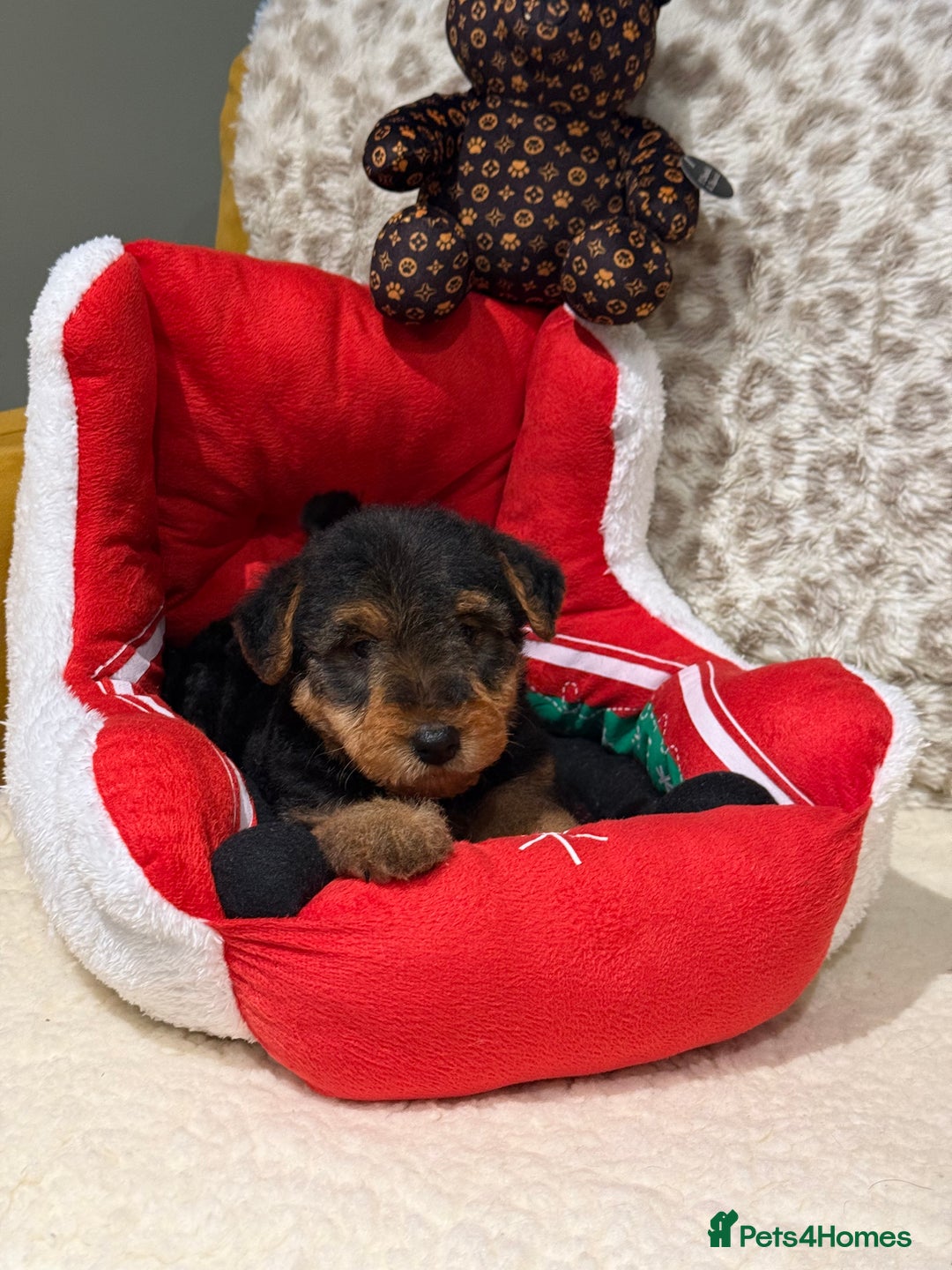 Welsh Terrier dogs for sale: Stunning puppies  - Advert 4