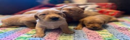 Labrador Retriever dogs for sale: Fox Red Labrador Puppies - Advert 11