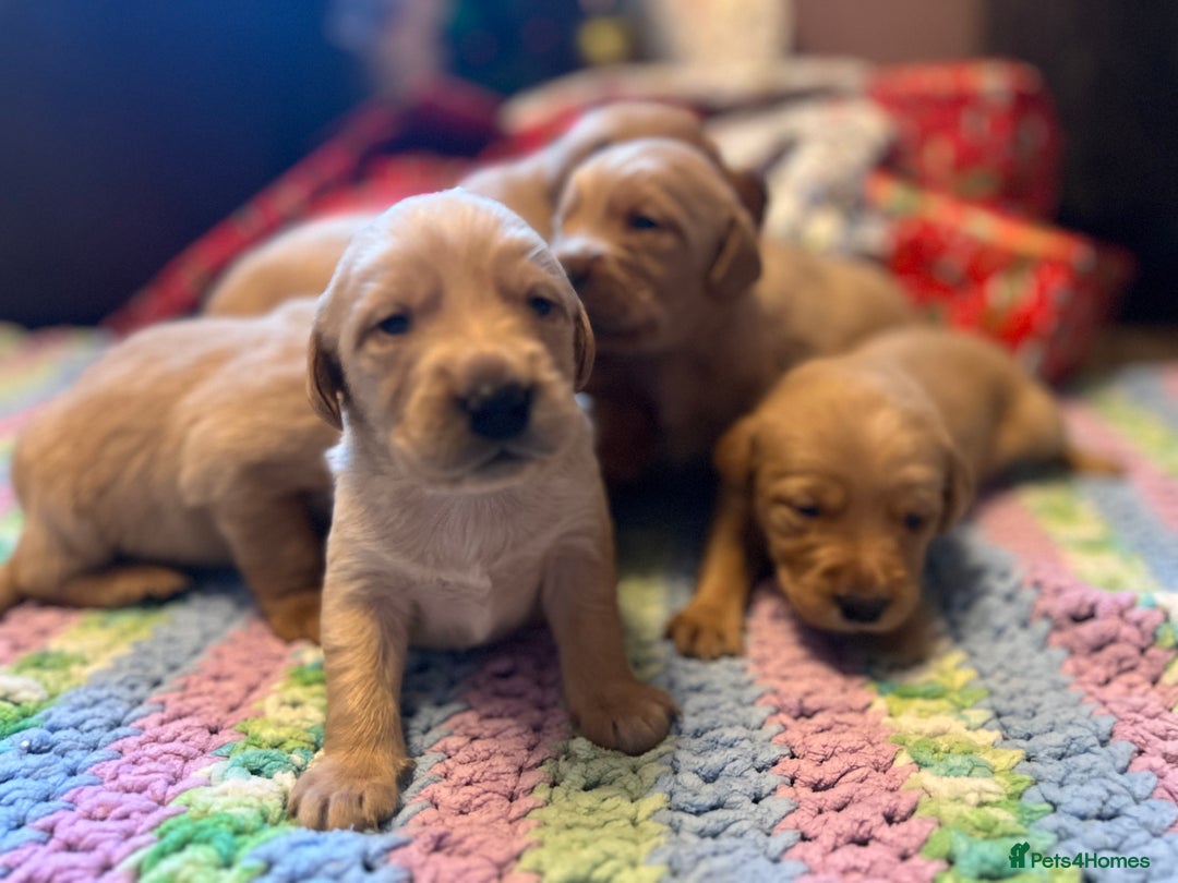 Labrador Retriever dogs for sale: Fox Red Labrador Puppies - Advert 11