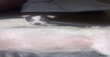 Jack Russell dogs Short legs Jack Russell  - Advert 8