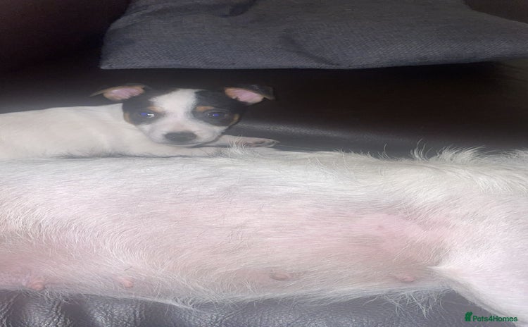 Jack Russell dogs Short legs Jack Russell  - Advert 3