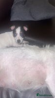 Jack Russell dogs Short legs Jack Russell - Advert 8