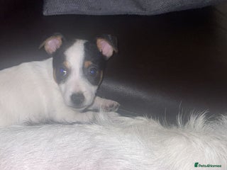 Jack Russell dogs Short legs Jack Russell - Advert 17