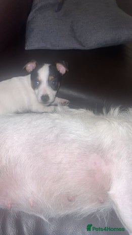 Jack Russell dogs Short legs Jack Russell - Advert 3