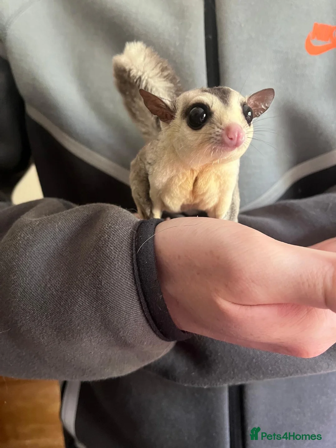 Sugar Glider rodents for sale: 1 male and female sugar gliders-Bonded Pair  - Advert 2