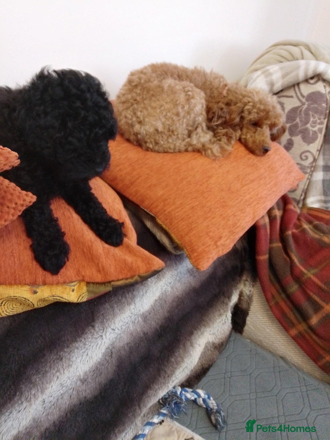 Toy Poodle dogs for sale:  Outstanding Toy Poodle girl fully vaccinated  - Advert 2