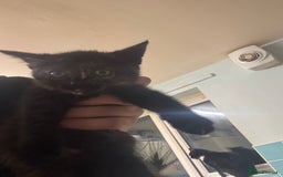 British Shorthair cats for sale: Mother and kitten for sale  - Image 5