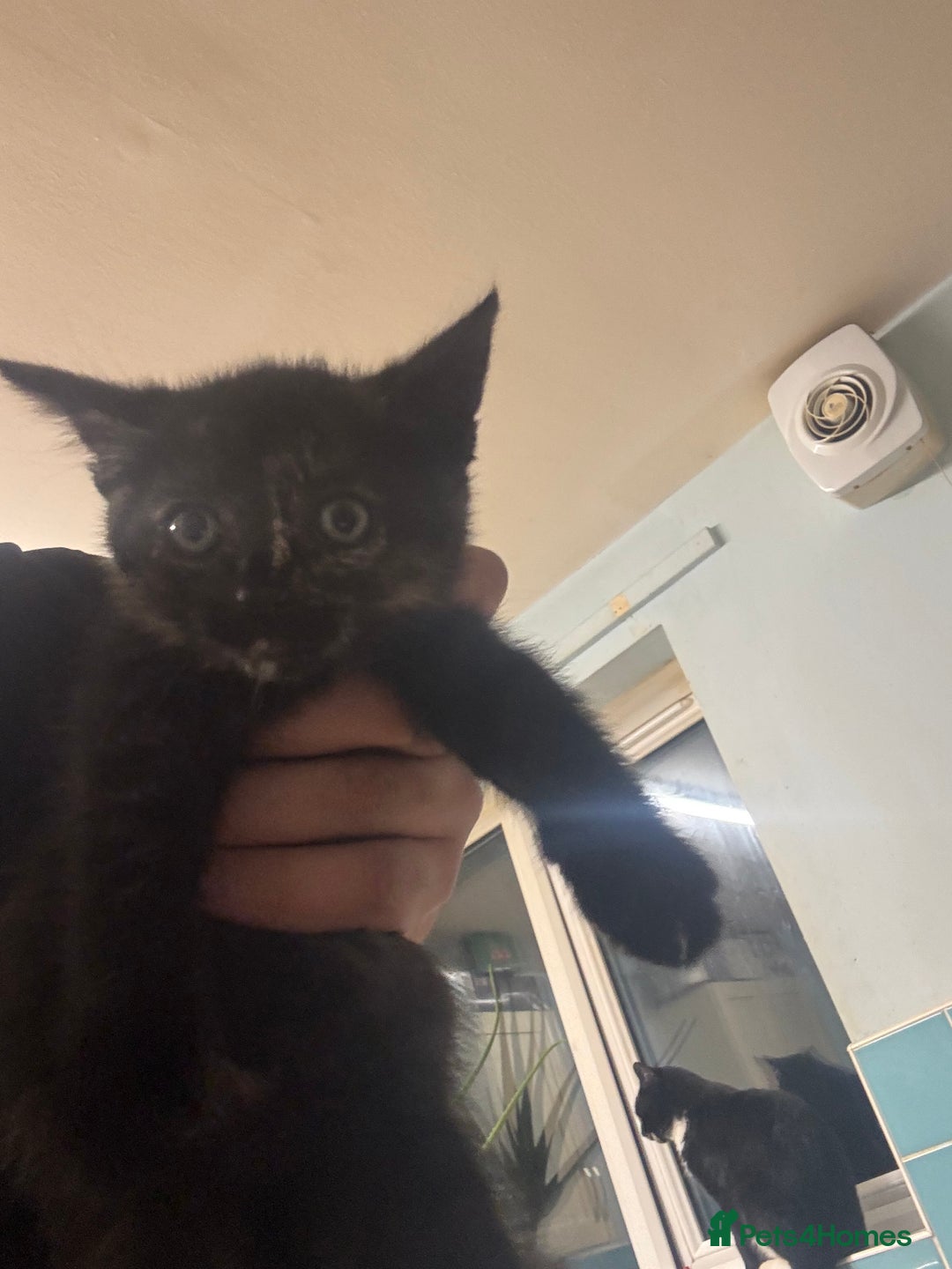 British Shorthair cats for sale: Mother and kitten for sale  - Image 5