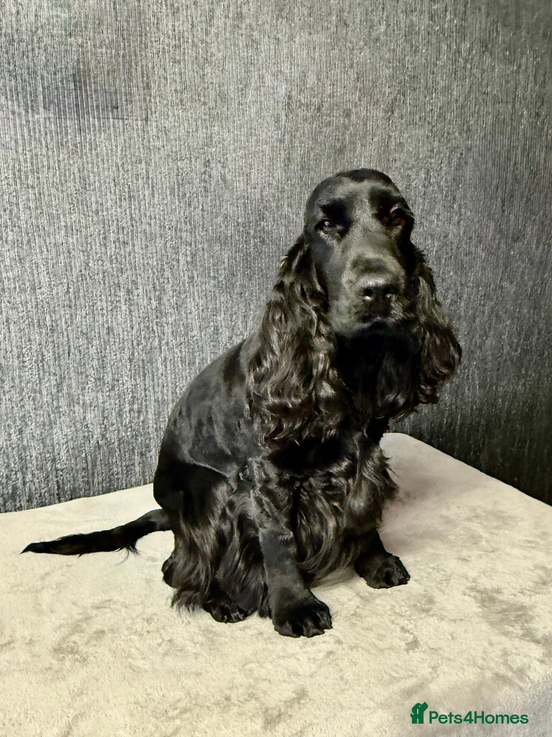 Cocker Spaniel dogs for sale: FABULOUS FELINA - Advert 5