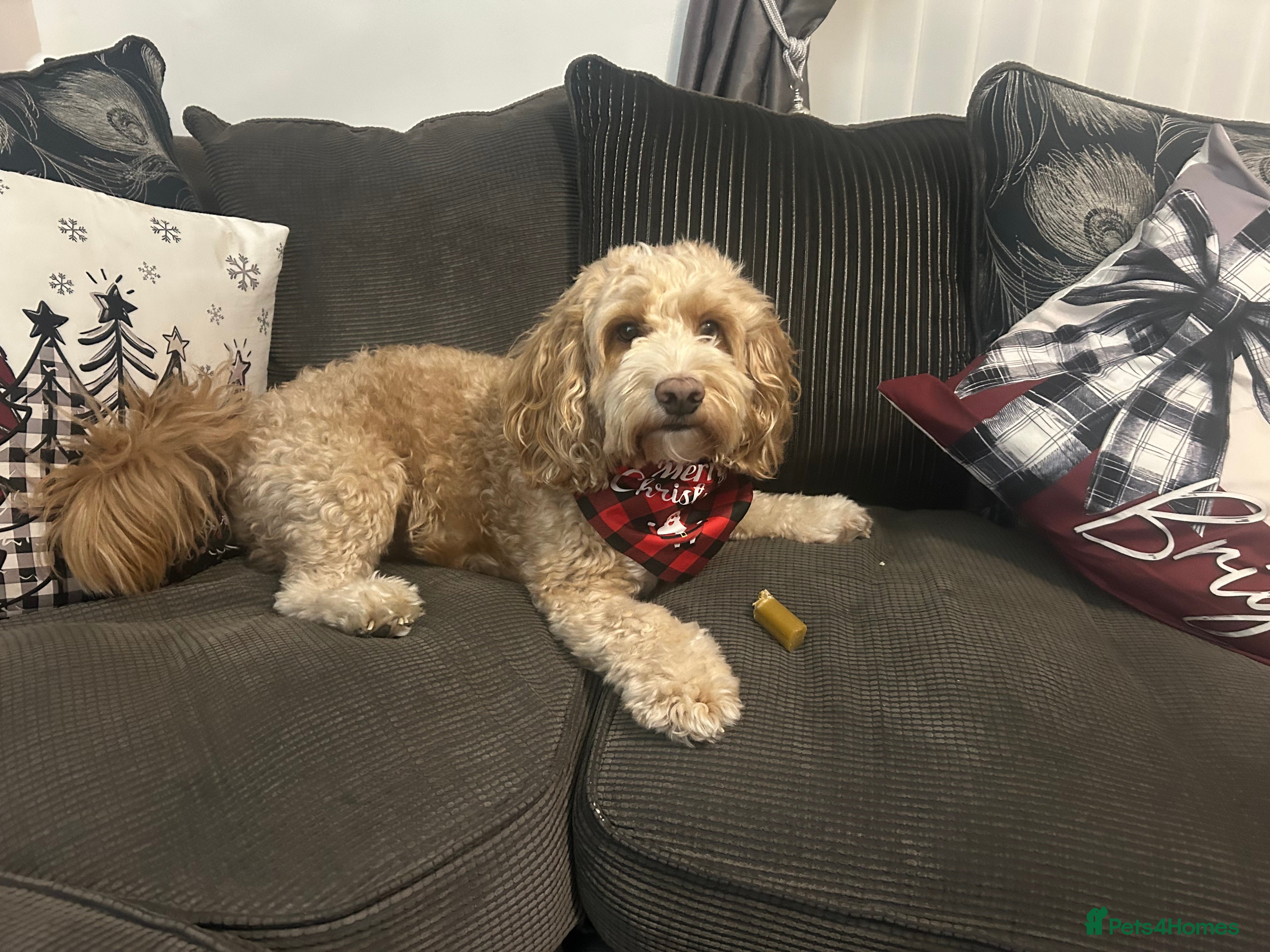 Cockapoo dogs Cockapoo  - Advert 3