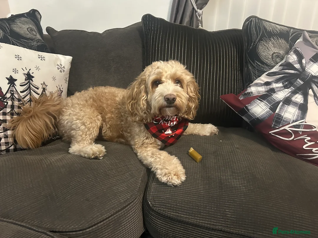 Cockapoo dogs for stud: F1 Cockapoo  - Advert 1