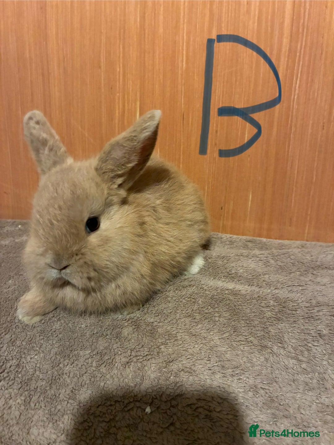 Mini Lion Lop rabbits for sale: Mini lionhead lops  - Advert 6