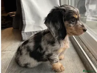 Miniature Dachshund dogs Longhairded dapple mini dachshunds - Advert 16