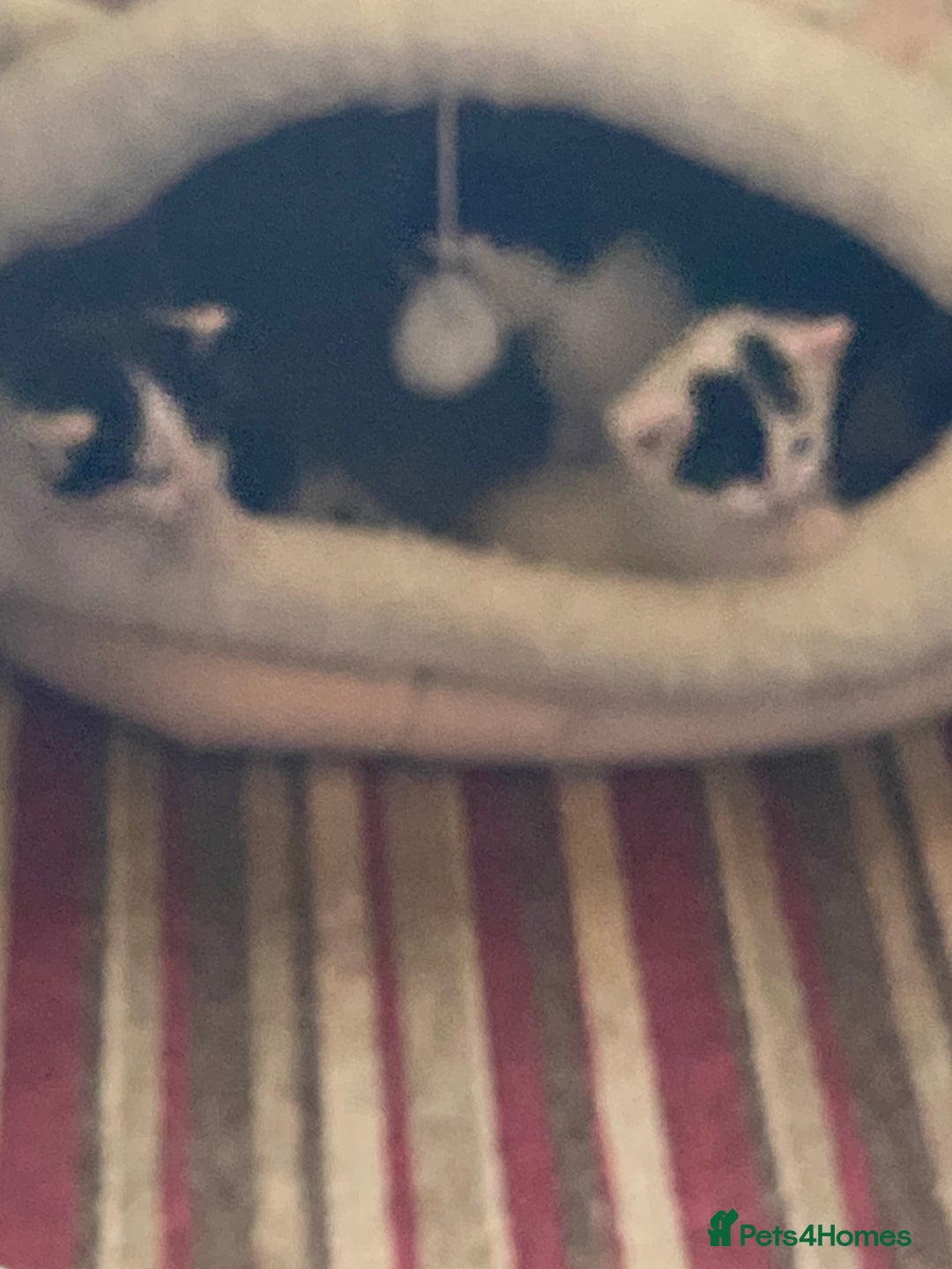 British Shorthair cats for sale: AVAILABLE 2 Beautifulbou kittens identical twins  - Image 20
