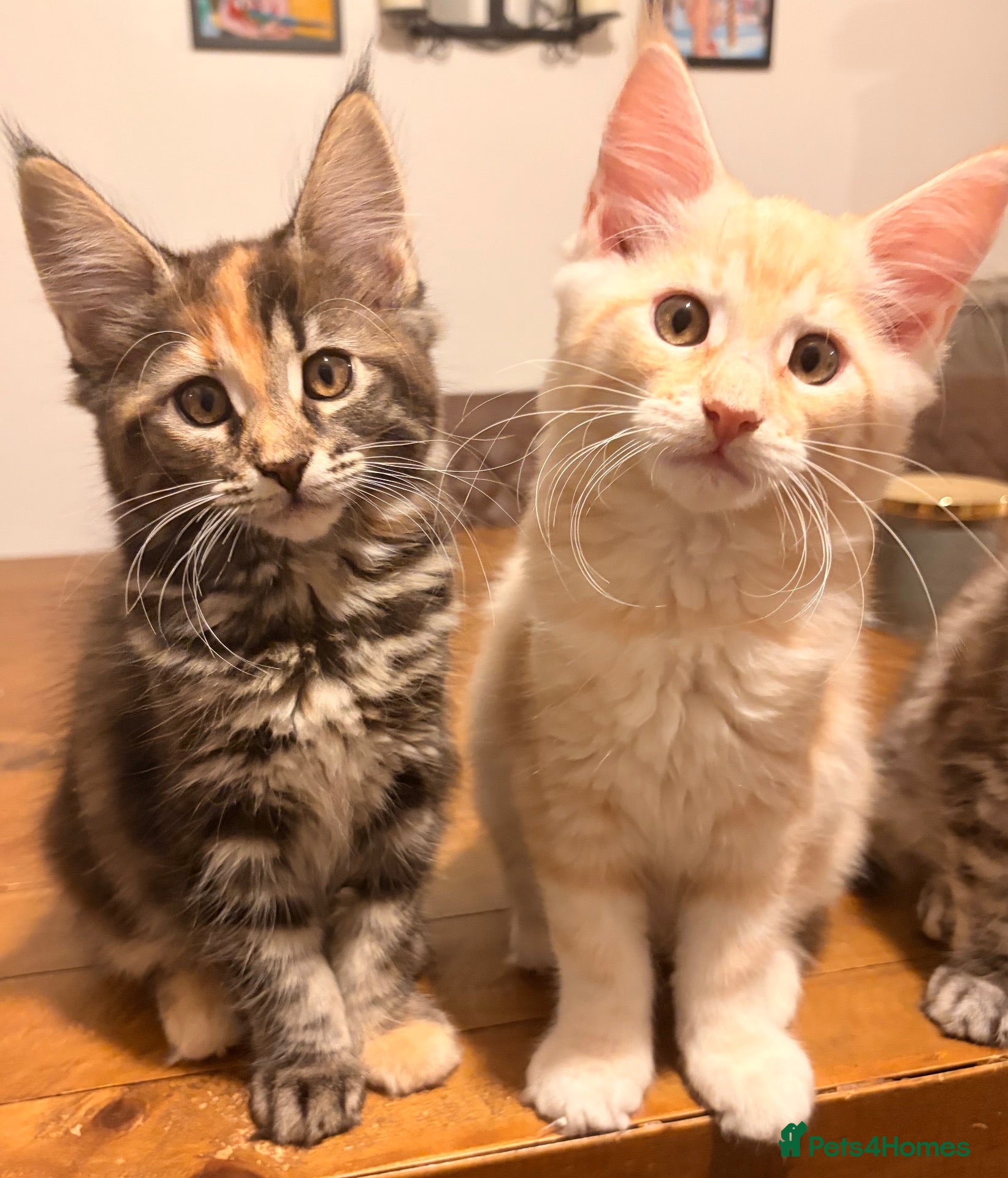 Maine Coon cats Maine coon kittens ready now, 1girl 1boy left  - Advert 1