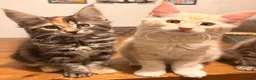 Maine Coon cats for sale: Maine coon kittens ready now, 1girl 1boy left  - Advert 2