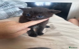 Ragdoll cats for sale: Cross ragdoll and british blue - Image 2