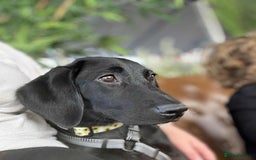 Labrador Retriever dogs for sale: Labrador retriever  - Image 2
