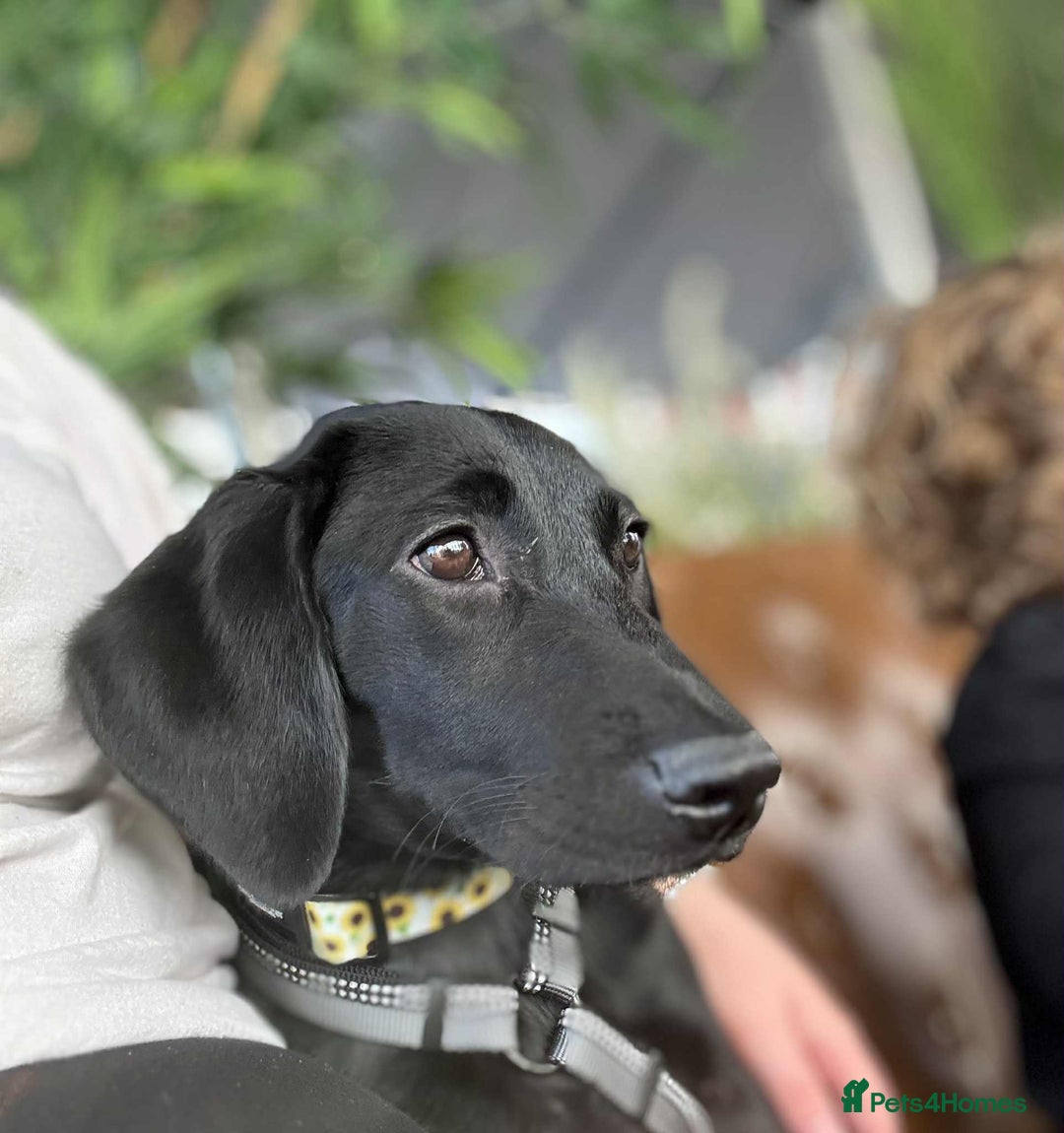 Labrador Retriever dogs for sale: Labrador retriever  - Image 2