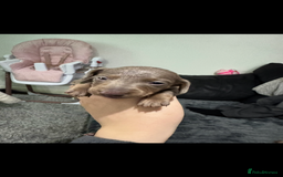 Miniature Dachshund dogs for sale: Miniature dachshunds - Advert 19