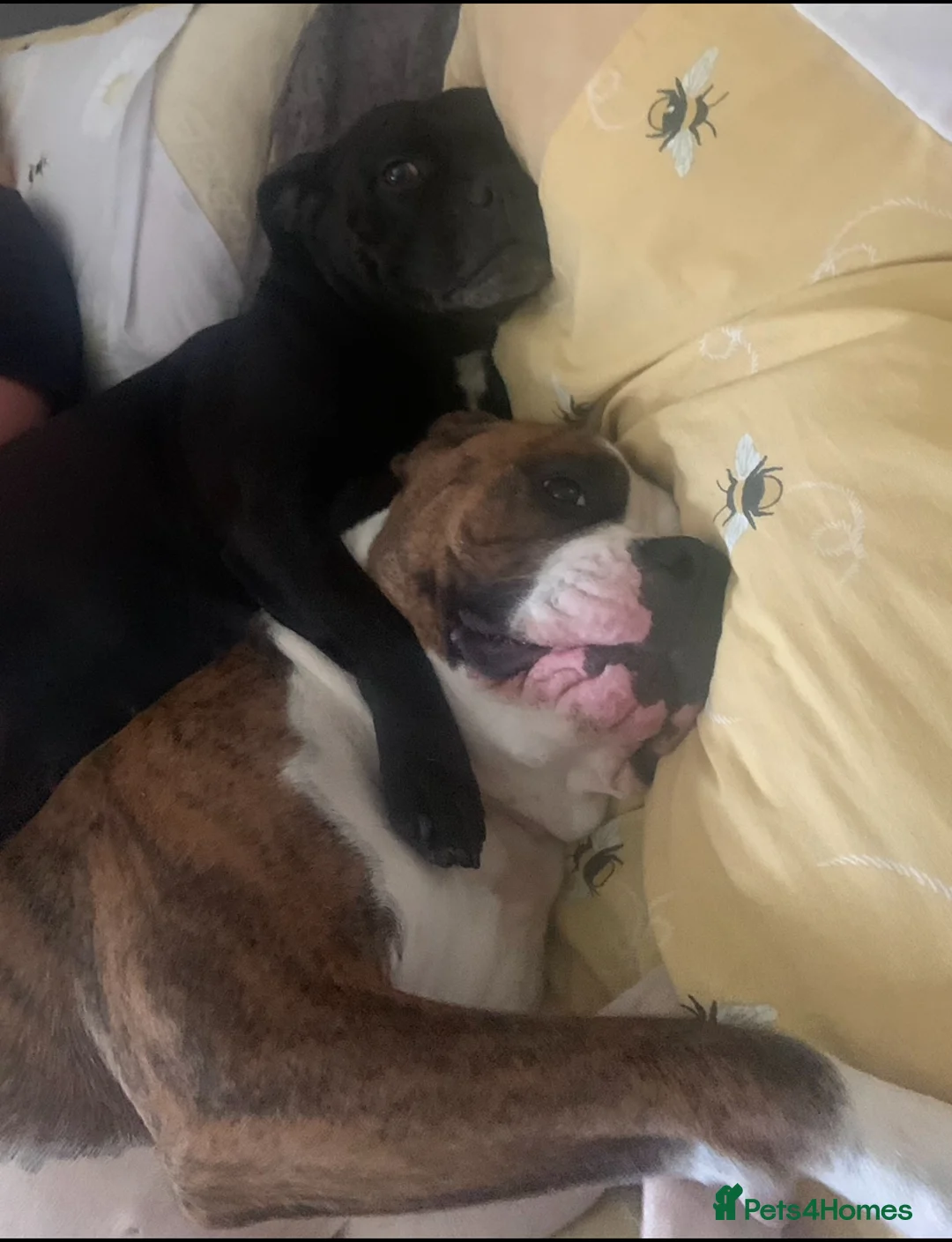 American Bulldog dogs for sale: Bella - Advert 5