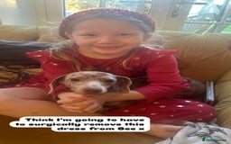 Miniature Dachshund dogs for sale: READY NOW Miniature Daschund puppies  - Image 9