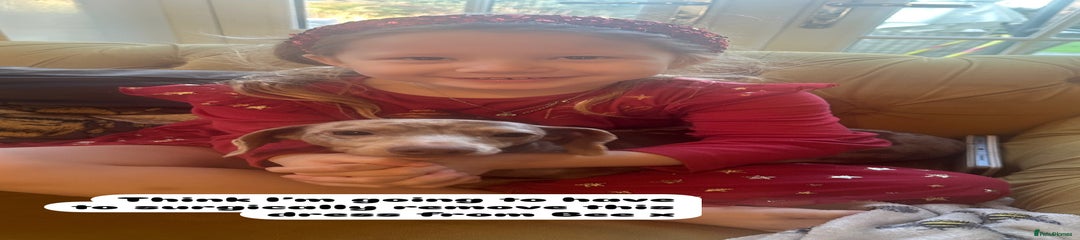 Miniature Dachshund Puppy 2