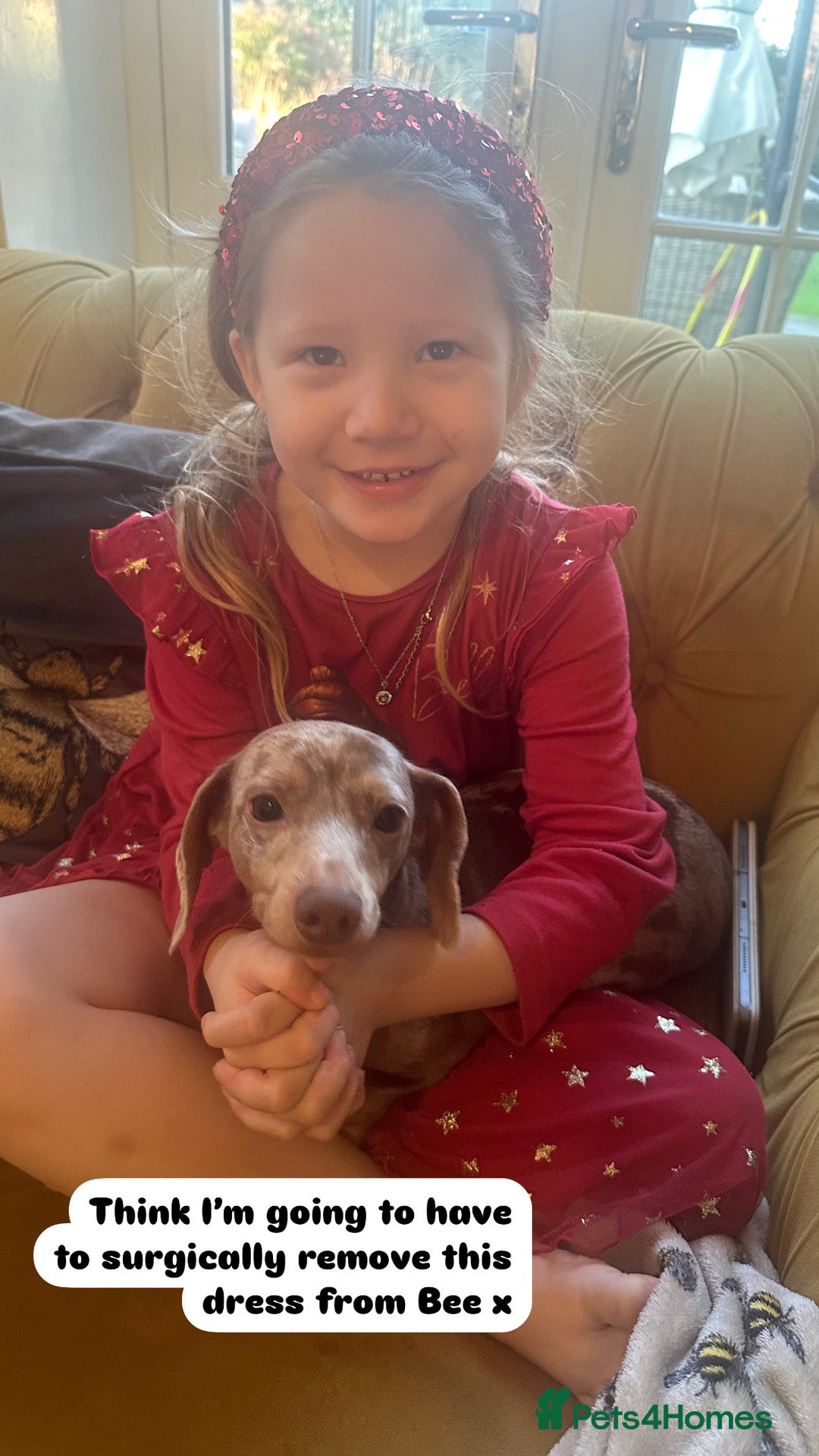 Miniature Dachshund dogs for sale: READY NOW Miniature Daschund puppies  - Image 9